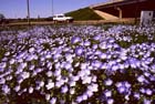 slide10__conway__blue_fowers